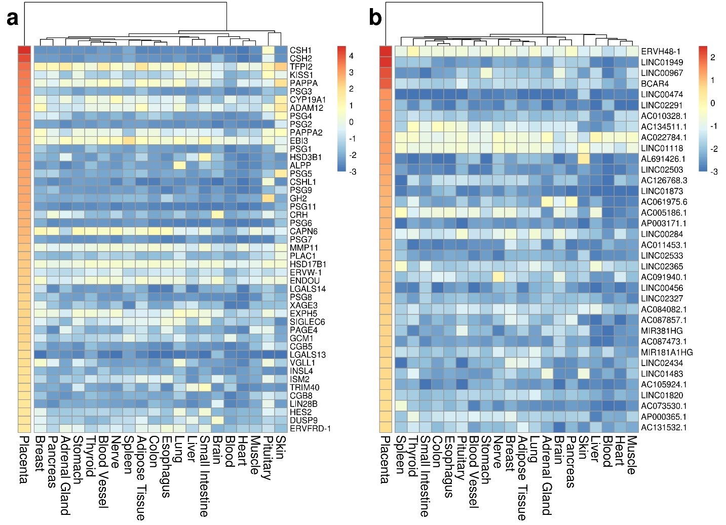 Abundance level of genes expressed specifically in the placenta (a: protein-coding, b: lincRNA)